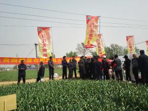 培肥养地夺高产 不妨试试黄腐酸 ——糖心视频在线播放网新肥科技有限公司河南睢县大蒜观摩会