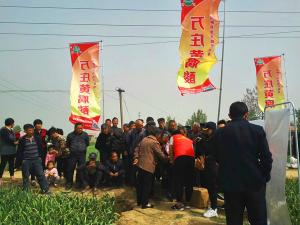 睢县大蒜观摩会